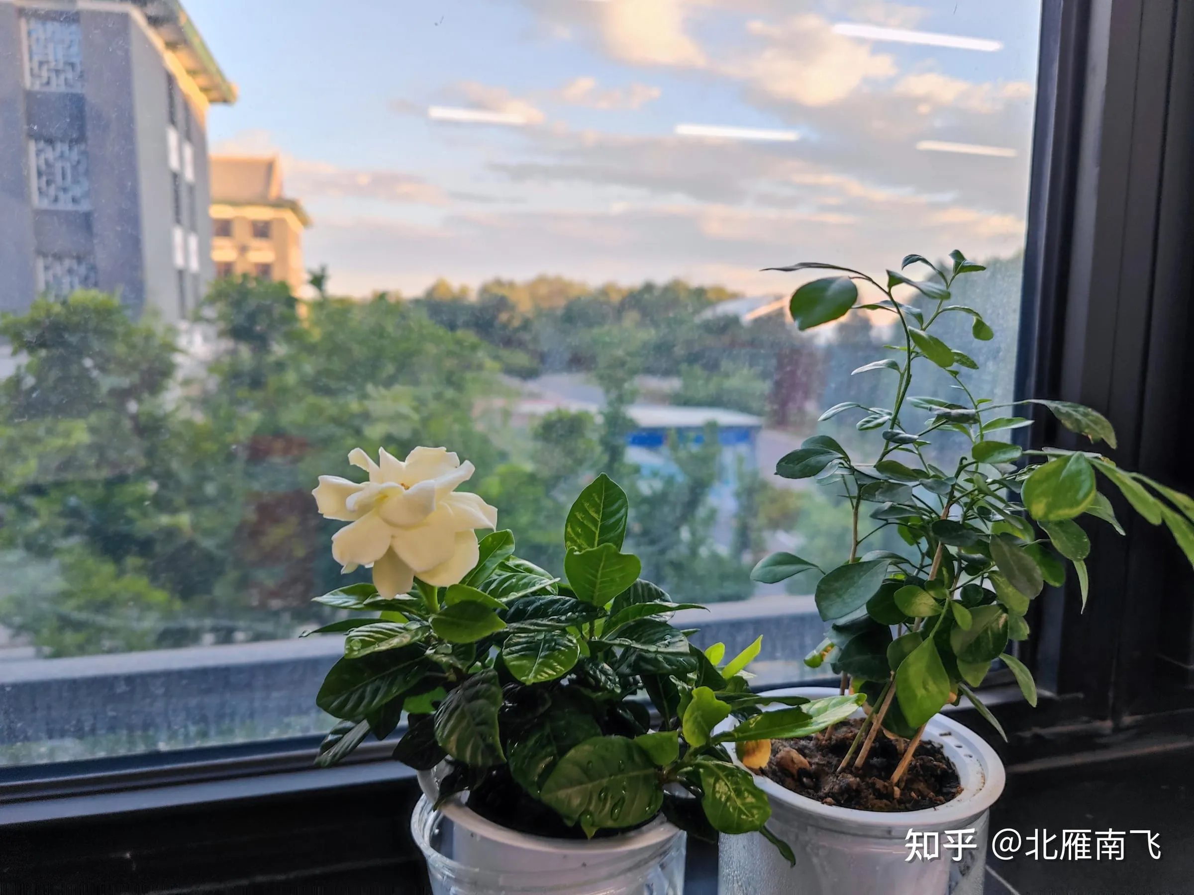 自习室窗台上的两盆绿植,一盆开着白色的栀子花