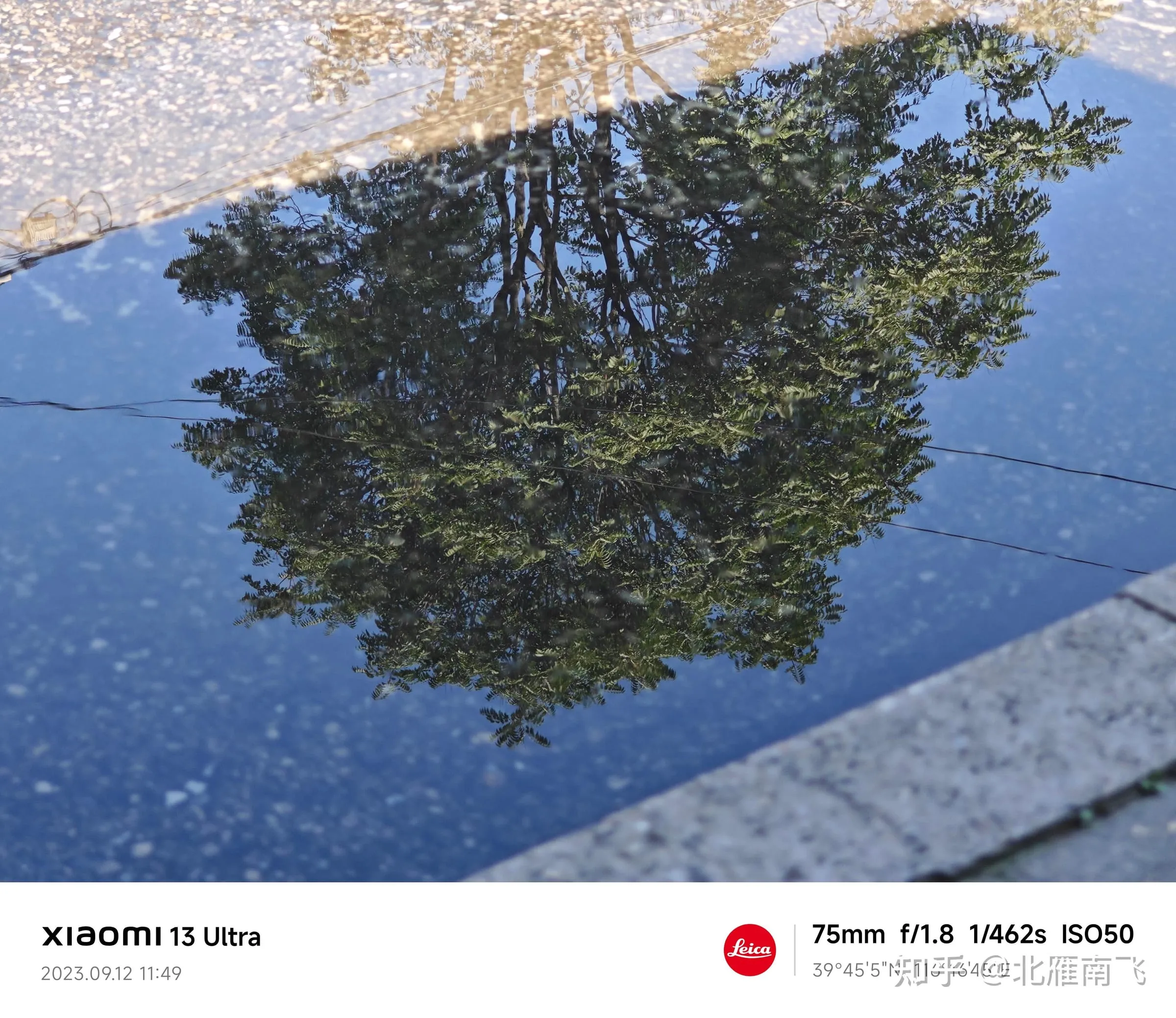 雨后的积水里倒映着一棵树